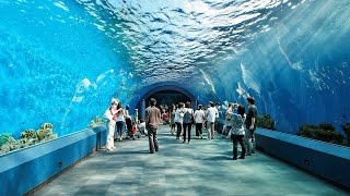 Underwater Park Pattaya Bangkok [upl. by Mitchael]