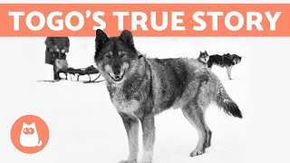 The REAL STORY of BALTO and TOGO 🐺❄️ Discover the Truth [upl. by Oigufer161]