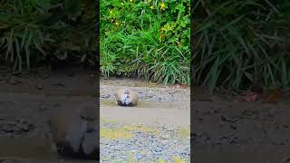 Queltehue juvenil bañándose isladechiloé chiloé coincoquellón quellón octubre2024 aves [upl. by Virgina444]