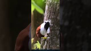 The White Bellbird A Peculiar Bird with the Loudest Call in the World birds [upl. by Tina]