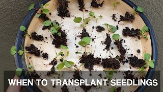 OVERCROWDED SEEDLINGS  When and how to separate young seedlings [upl. by Teragramyram]