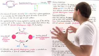 Regulation of Pyruvate Decarboxylation [upl. by Ettenajna141]