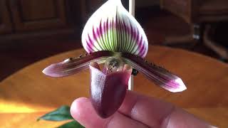 ЦВЕТЕНИЕ PAPHIOPEDILUM BARBATUM Bearded [upl. by Olenolin]