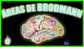 QUÉ SON LAS ÁREAS DE BRODMANN  Explicado en un minuto [upl. by Ahsieyn]