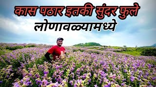 कास पठार इतकी सुंदर फुले लोणावळ्यामध्ये  ￼karvi Flower ￼Lonavala in karvi Flower🪻 marathi Vlogs [upl. by Atorod]