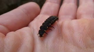 Glow Worm Lampyris noctiluca larva [upl. by Haseefan]