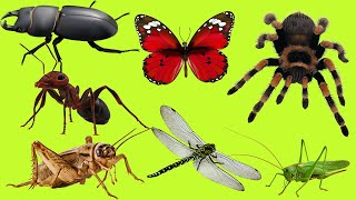 Relaxing Video  Insects Animals  Sound ASMR [upl. by Ffej443]