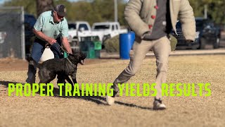 Personal Protection Dog Training [upl. by Hakon772]