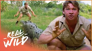 Steve Irwin Faces A Massive Saltwater Crocodile In Australia  Crocs Down Under  Real Wild [upl. by Oivaf]