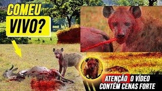 Animais selvagens caçando suas presas  CENAS FORTES [upl. by Noirred]