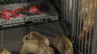 shar pei puppies 4 weeks old feeding frenzy [upl. by Nnaylloh]