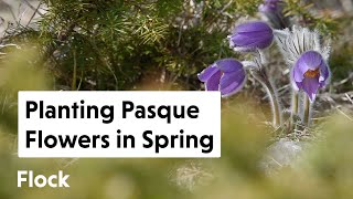 Planting PASQUE FLOWER Pulsatilla vulgaris in the Garden — Ep 165 [upl. by Anirol54]