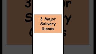 3 Major Salivary Glands anatomy digestiveorgans biology [upl. by Anul953]