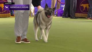 Norwegian Elkhounds  Breed Judging 2024 [upl. by Now]