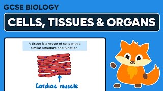 Cells Tissues amp Organs  GCSE Biology [upl. by Goldie]