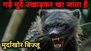 kabr bijju का आतंक  the most fearless animal on earth honey badger  grave badger  कब्र बिज्जू [upl. by Cosenza]