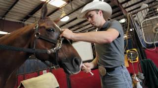 How to Give Your Horse Oral Paste Meds – StepbyStep Guide to Giving Your Horse Oral Medication [upl. by Allicerp]