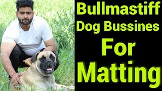 Bullmastiff Dog Facts In Hindi  Popular Dog  मैटिंग के लिए बुलमास्टिफ डॉग का व्यवसाय [upl. by Swigart199]