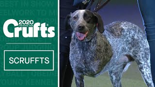 Crossbreed wins at Crufts  Scruffts 2020 Winner [upl. by Karin]