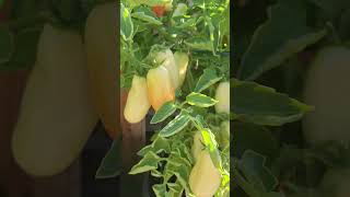 Gardening San Marzano organic tomatoes in a container after 4 months finally 🤗 [upl. by Jenkins122]