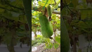 Fuzzy melon aka kundur bulu garden fruitplant [upl. by Pengelly]