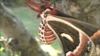 Hyalophora Cecropia wmv [upl. by Kesley119]