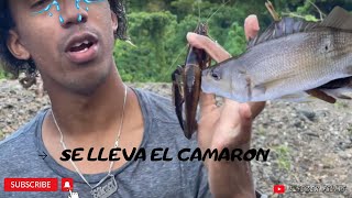 MIRA COMO CAPTURAMOS ESTOS HERMOSOS PECES Y UN CAMARON DE RIO MUY GRANDE [upl. by Atnoed]