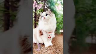 Arabic Alfa bet arabicsong cutecat ytshorts [upl. by Dee]