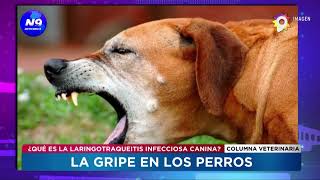 LA GRIPE EN LOS PERROS  NOTICIERO 9 [upl. by Samara]