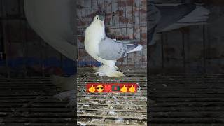 pigeon lahiri kobotor cumilla moradnogor bangora [upl. by Caasi927]