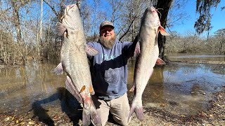 We filled a cooler with HUGE CATFISH Catch Clean Cook [upl. by Ollie]