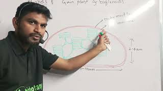 plastids in eukaryotic cell  cell the unit of life [upl. by Ahsenat]