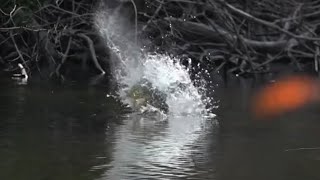 O ATAQUE DO PEIXE MAIS LOUCO DA PESCA ESPORTIVA [upl. by Dorkus]