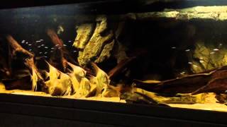 Large shoal of cardinal tetras in 2000 liter Altum tank [upl. by Anaoy]