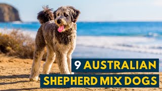 Australian Shepherd Mix Dogs 9 Of the Most Intelligent and Hardworking Aussie Mixes [upl. by Wilmott]