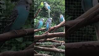 Parkieten geluiden – Parakeet sounds – Lovebird sounds – Budgie sounds Budgerigar sounds [upl. by Avin29]