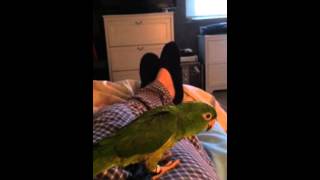 Red Throated Conure [upl. by Halley]