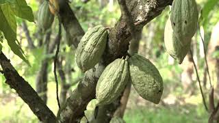 background video free usecocoa plantation Chocolate fruit on a tree that is still green [upl. by Wordoow]