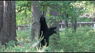 The Bear Is Back At The Old House amp Its Hungry [upl. by Onirefes]