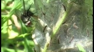 Tachinideae  Erycia furibunda parasitizing Euphydryas aurinia [upl. by Amrak]