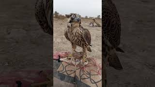 peregrine falcon peregrinefalcon birdofprey birds [upl. by Nylirahs]