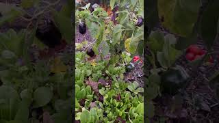 Long Island Backyard Garden November 2 zone7 ￼shorts [upl. by Aninat950]