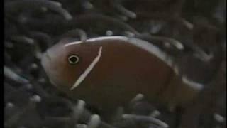 Clownfish and Sea Anemone Partnership  National Geographicflv [upl. by Eiba]