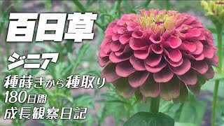 【春の種蒔き】百日草ジニア成長観察！種蒔き〜種取り180日！ガーデニング三段 庭づくり [upl. by Assiram]