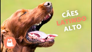 Cachorros LATINDO ALTO 🐶🔊 Veja como seu CÃO REAGE [upl. by Tahpos]