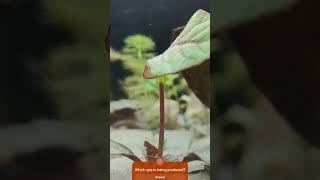 Hemigraphis sp Pink nature plantedtank aquaticplants [upl. by Trumann]