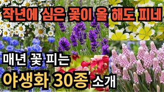 봄에 꽃 피는 야생화 번식이 잘 돼서 매년 꽃을 볼 수 있는 야생화 30종을 소개해 드립니다 [upl. by Koziel386]