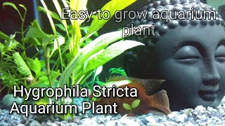 Hygrophila Stricta  Easy to grow plant 🌱  Aquarium Fish Plant  Aquarium Decoration [upl. by Adnamra243]