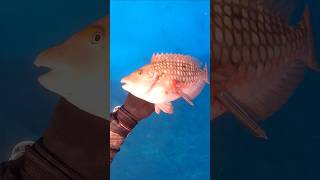 Smoothest drop on a redbelly parrotfish spearfishing youtubeshorts parrotfishes [upl. by Trescott]