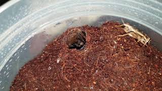 Trapdoor spider feeding time fast takedown  Australian Female Arbanitis Species [upl. by Tiffanie]